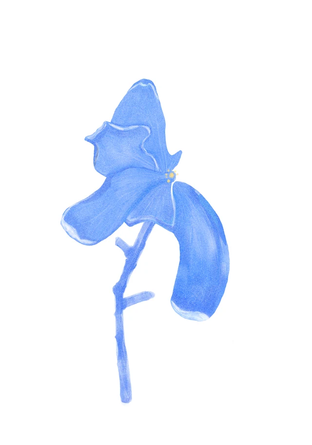 Blue Flower Map of Dar es Salaam