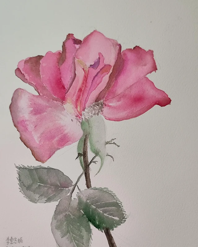 Exercise - China Rose (Watercolor)