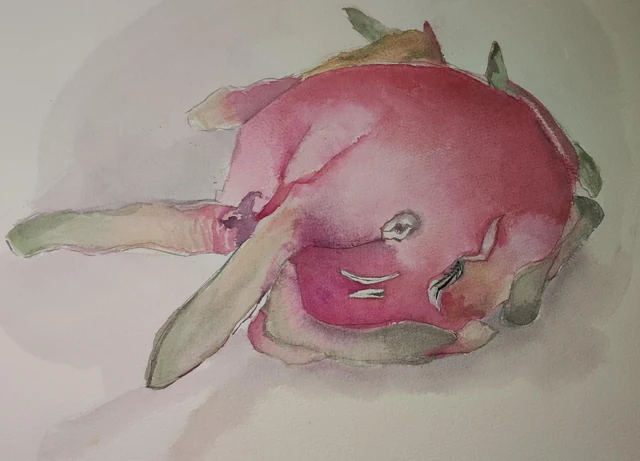 Exercise - Dragon Fruit (Watercolor)
